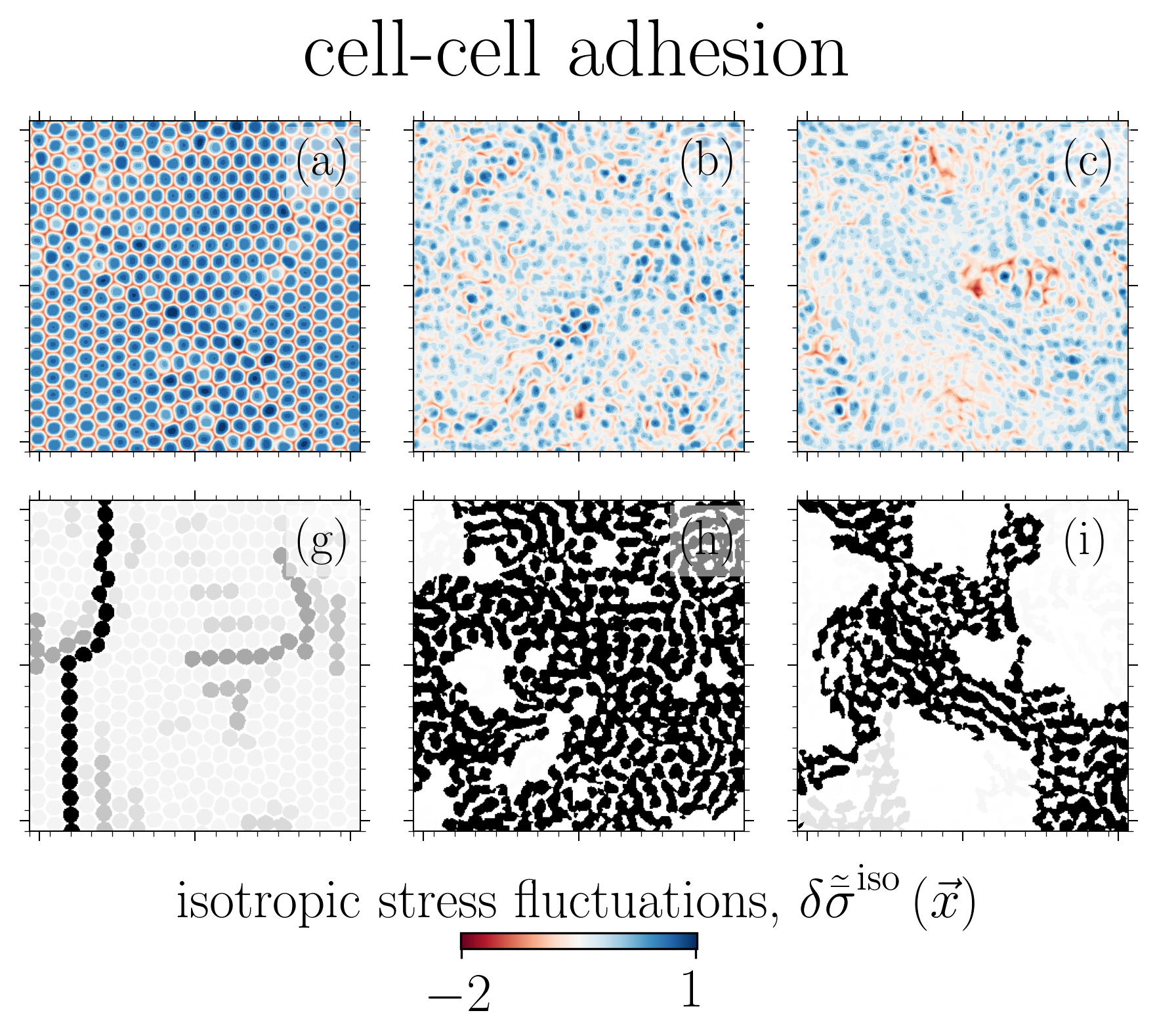 Cell adhesion transition