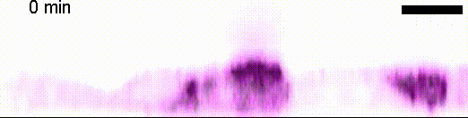 Cell extrusion simulation